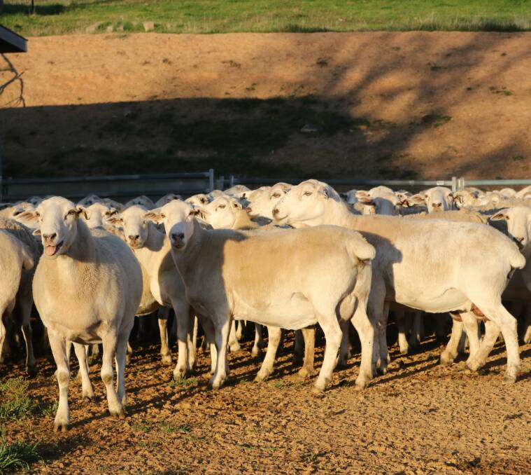THRIVING: Graham and Debbie Armour's Australian White ewes at Marelma, Gundagai. Photo: Craig Pellow, QPL Rural