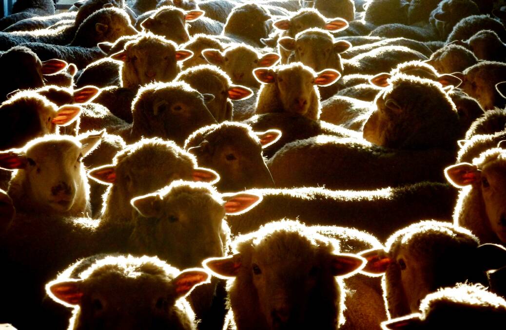 Commodity reports suggest sheep and wool markets will weaken. Picture supplied.