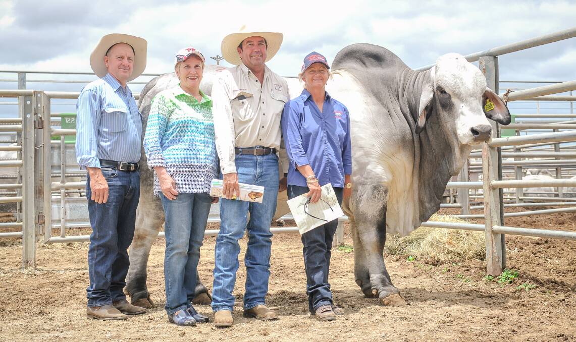 TOP PRICE: FBC Felix Manso 924/1 topped the Big Country Brahman Sale after he sold for $65,000 to Matthew and Janelle McCamley, Lancefield M Brahmans, Dululu, pictured with Tony and Joanne Fenech, Fenech Brahmans, Wowan. Photo - Kelly Butterworth. 