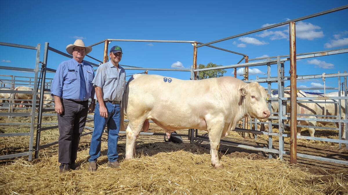 Top priced bull 4WC M6E (poll) with agent Peter Brazier, GDL, and vendor David Whitechurch, 4 Ways Charolais, Inverell. 