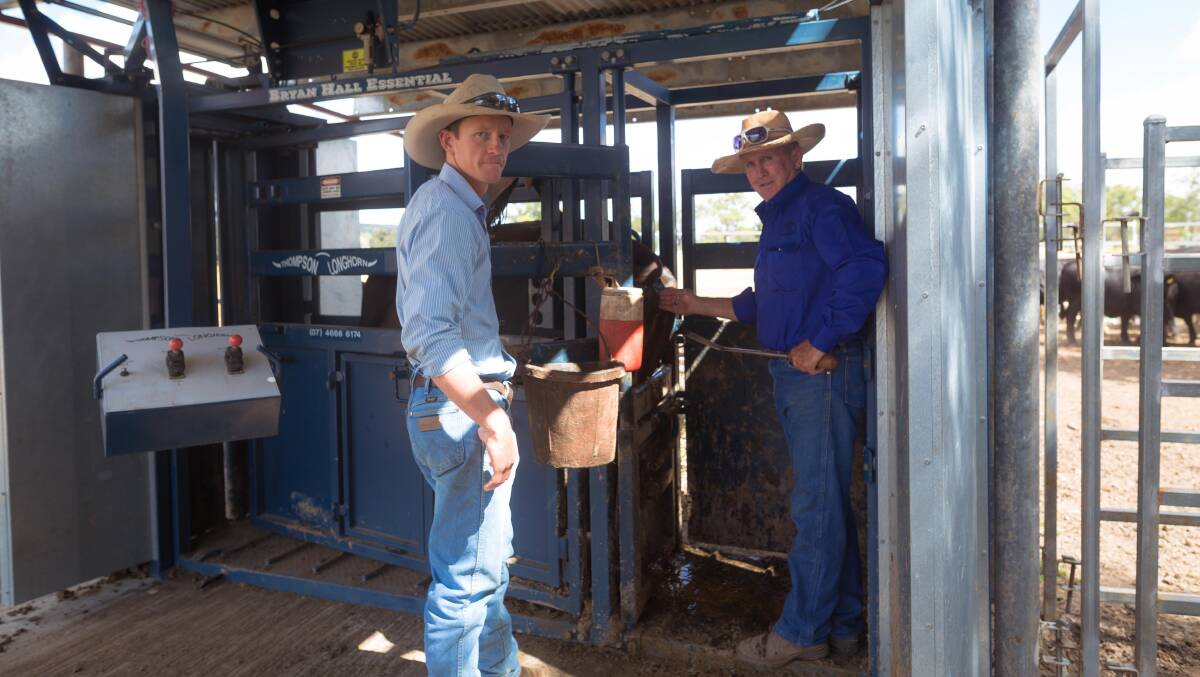 In practice: Rob Johnstone, Banana, works with experienced cattle reproduction specialist Bryan Hall, Rockhampton, to deliver the webbing spaying method to cattle breeders throughout northern Australia.