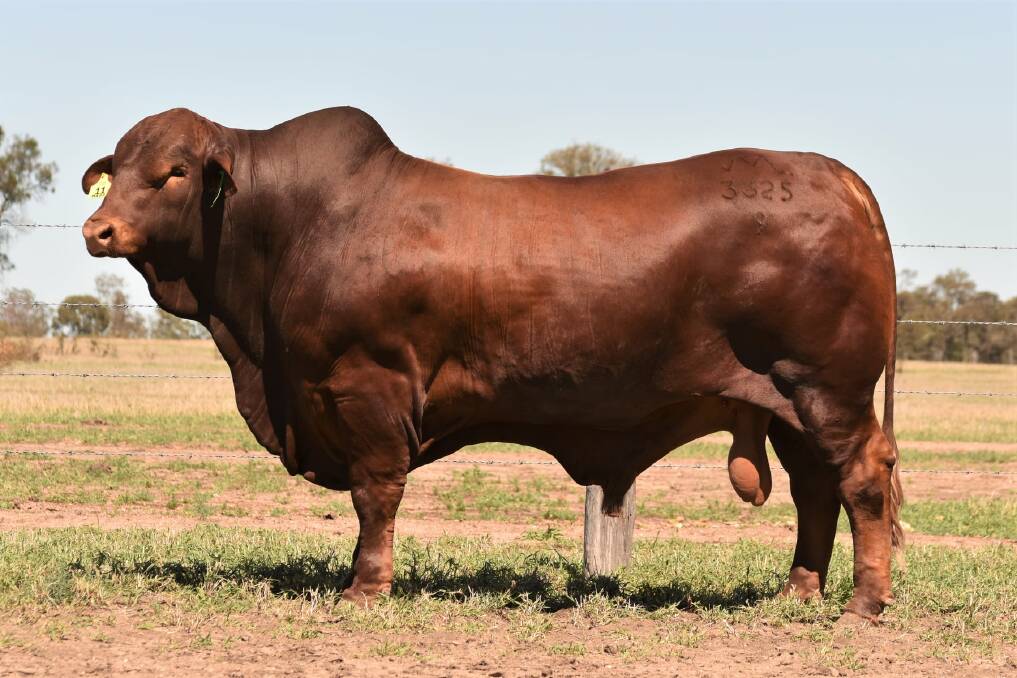Mungalla 3325 (P) D5 attracted the top price early in the sale, selling for $50,000 to Max and Robyn Kelso, Coalbrook, Richmond.