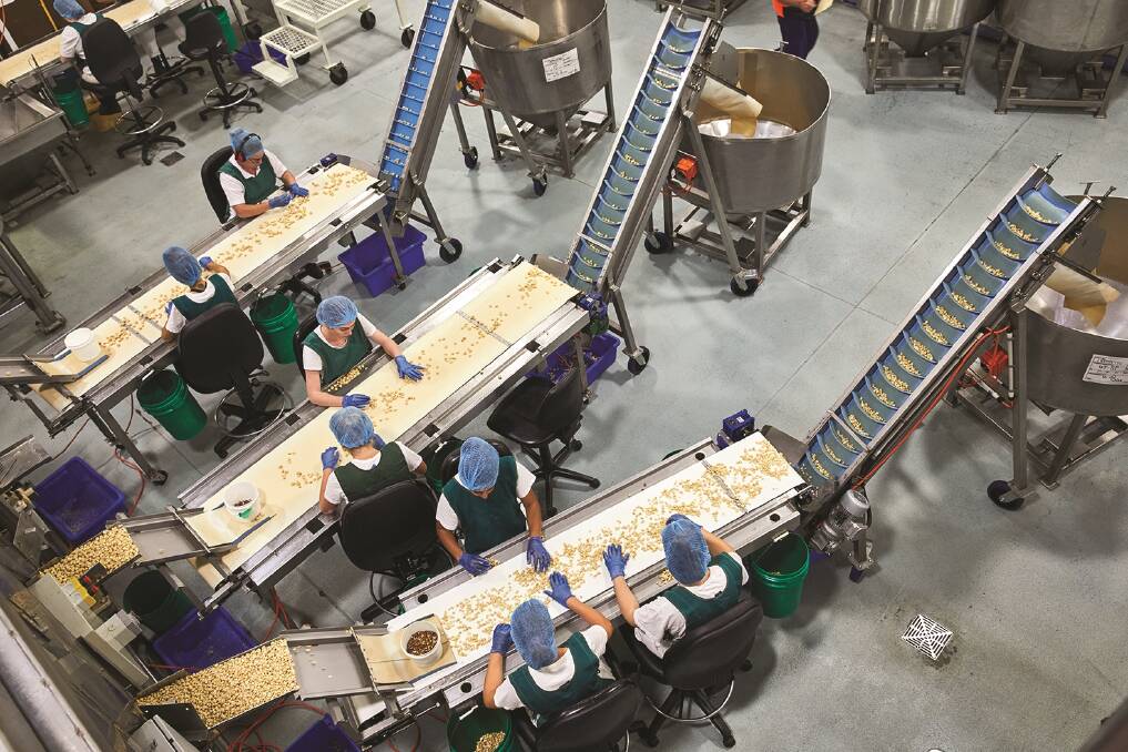 Macadamia nuts being sorted by workers at a processing facility.