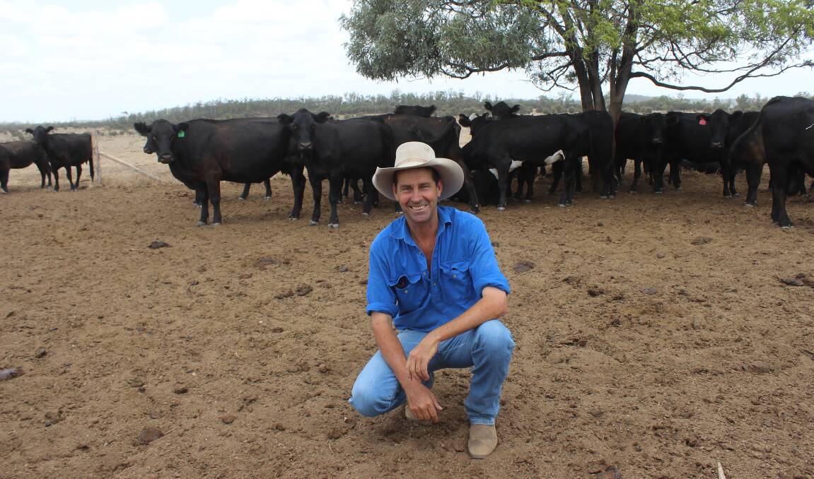 At home: Howard Smith, Mt Panorama, Rolleston, with a line of Angus heifers bought from NSW. Pictures: Helen Walker