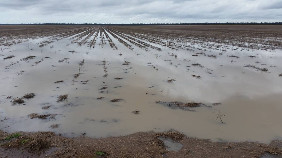 Brendan Taylor said the paddock that received the greater fall had been bone dry, but now has a half full moisture profile, and he will look to plant a cereal crop.