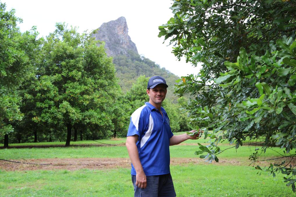 Macadamia grower Daniel Jackson, Glass House Mountains, took part in the benchmarking to track the productivity of his orchard. 