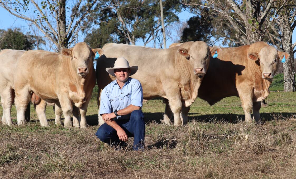 Ben Noller, Palgrove Pastoral Co, with some of the Charolais sale bulls to be offered on September 11. 
