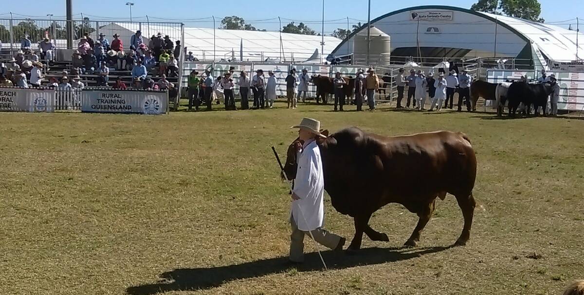  LEADING THE WAY: Central Highlands Regional Council scholarship recipient and 2018 Access Ag student Mitchell Howe, showing his cattle leading skills at Beef Australia 2015.