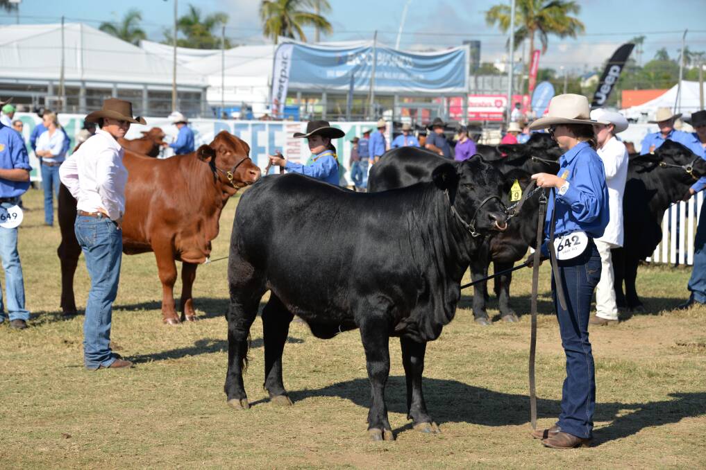 Beef 2018 will feature more than 4500 cattle from more than 30 breeds, and host 110,000 visitors. File picture: Beef 2015. 