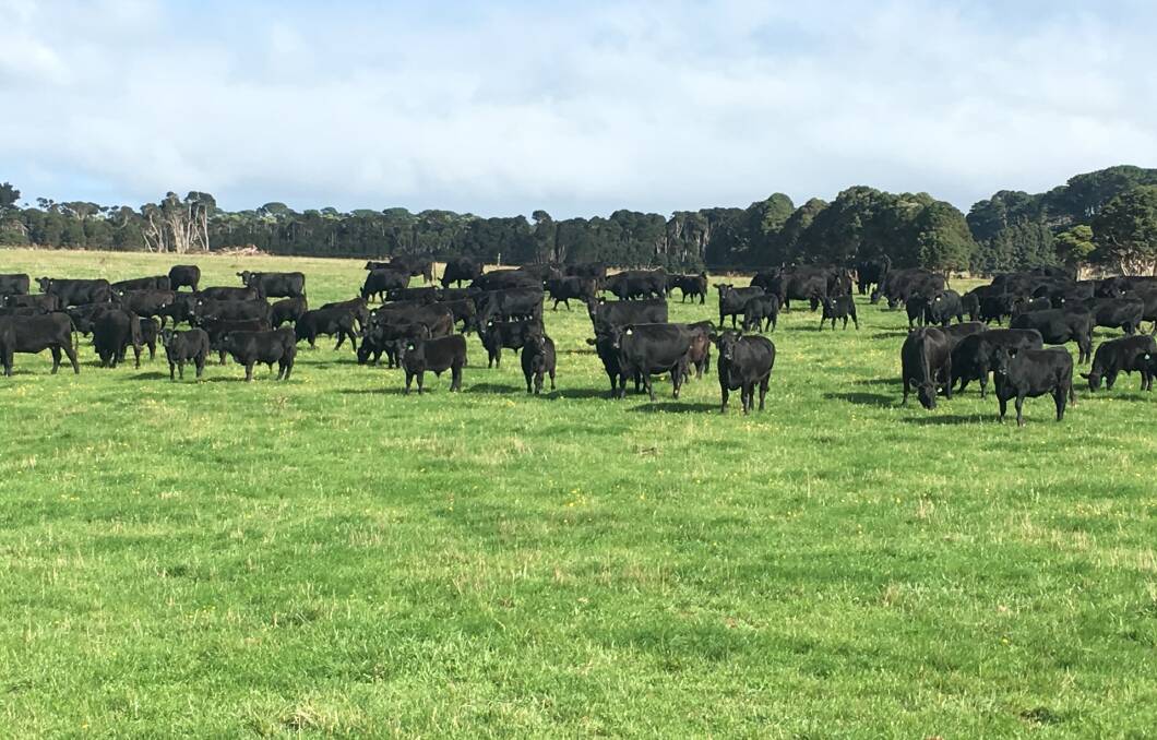 The Raff family relocated their Raff Angus breeding herd from Drillham to the greener pastures on King Island. 