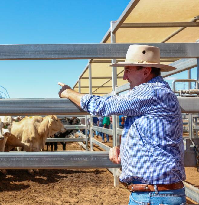 Livestock agent Peter Daniel, Grant Daniel and Long was active at Roma's store sale on Tuesday buying restock and feeder cattle for clients. Picture - Maranoa Regional Council. 