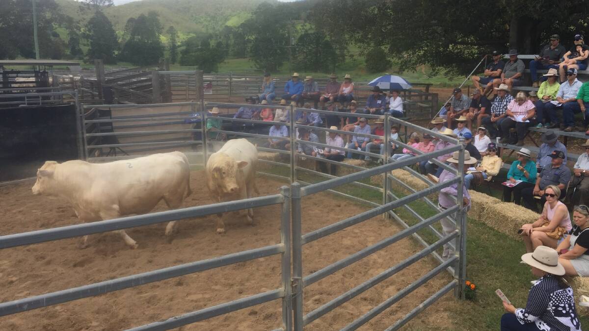 A good crowd attended the Kandanga Valley summer sale, where prices sizzled to a record $20,000 for Charbray bulls.