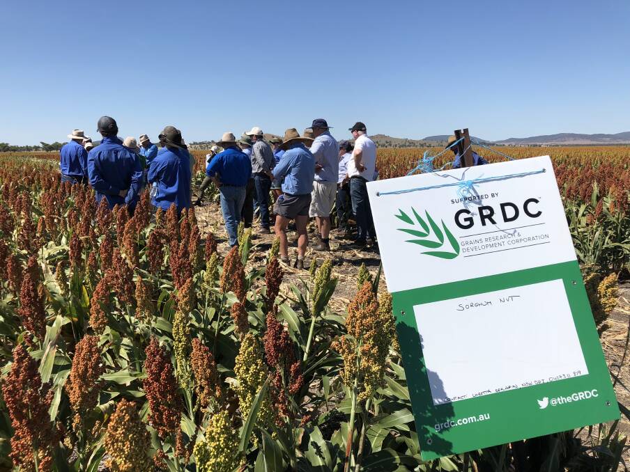 Growers, agronomists and the GRDC northern panel in a sorghum NVT field at Lambrook, Mullaley. Photos - Toni Somes.