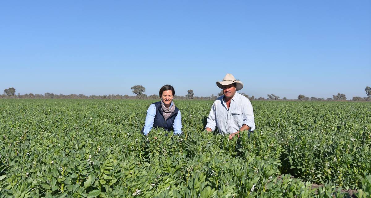 McGregor Gourlay agronomist, Brooke Cutler, Bellata, and David Hunt, "Corrah", Mallawa, in the 100 hectares of faba beans which is one of few patches of green in the district.
