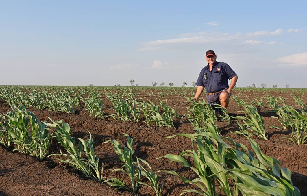 Russell Pukallus, Wyntoon, Arcturus, planted 220 hectares of MR Buster sorghum on November 6, hoping the gamble of an early crop would spread the risk. 