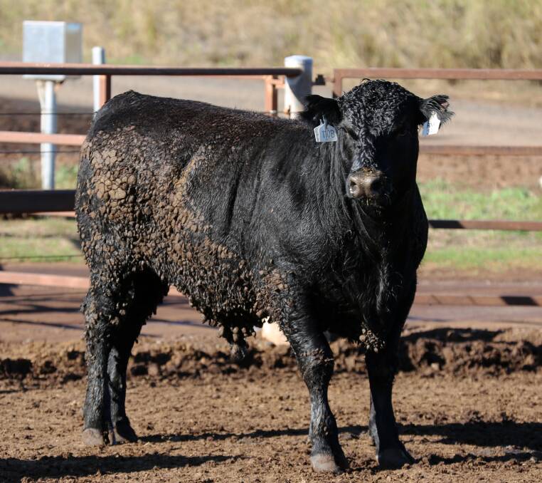 McIntyres' Angus power achieves an ADG of 3.61kg.