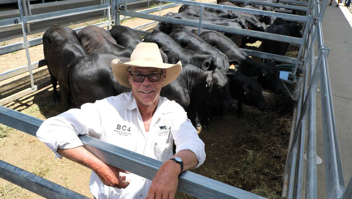 Rob Campbell, Goondicum, Monto, with his line of 35 EU heifers that sold to a top of $1325 per head at the 2020 Commercial Brangus Female Sale. 