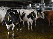 SADA said the industry is looking to grow its sector, as outlined in the SA Dairy Action Plan and needed policies to support that.