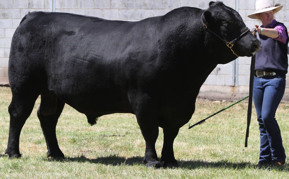 YOUTH SHOW: Sheree Lawrence, showing black Angus at the Devonport Show in 2013, is part of a group of young people organising a junior beef show for the first time in Tasmania in 2017.