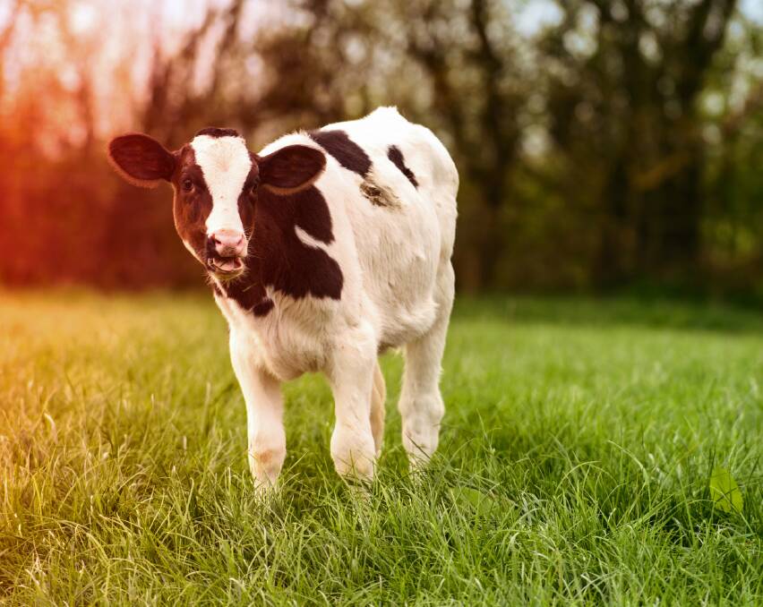 Research indicates that calves raised in pairs or groups grow and behave in a better social structure. 