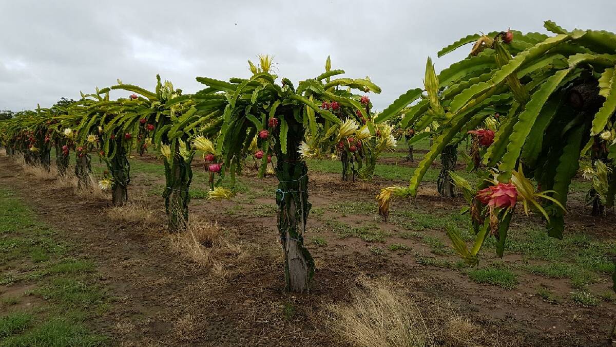The dragon fruit in flower. Picture: Supplied. 