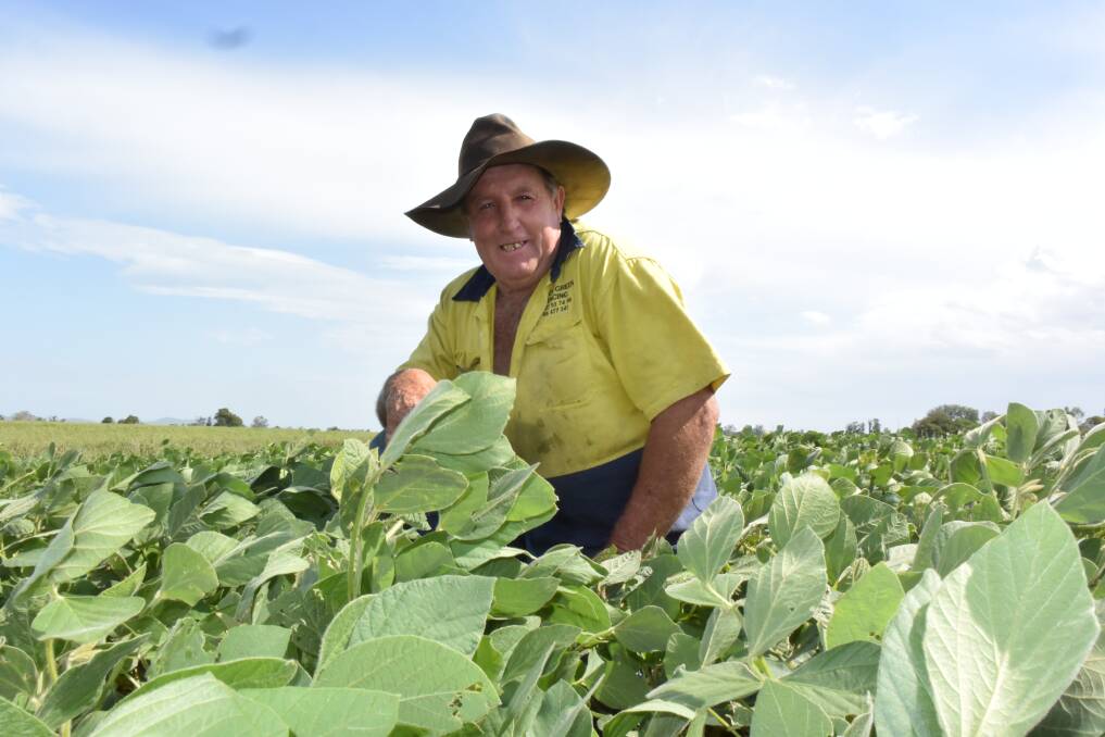 Bruce Green, Lawrence via Grafton, in a paddock of Hayman variety soybeans which he grew along with sugar cane on the Lower Clarence. Photo: Jamie Brown