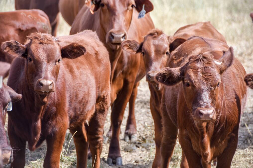 The Mayne's Red Wagyu cross calves.