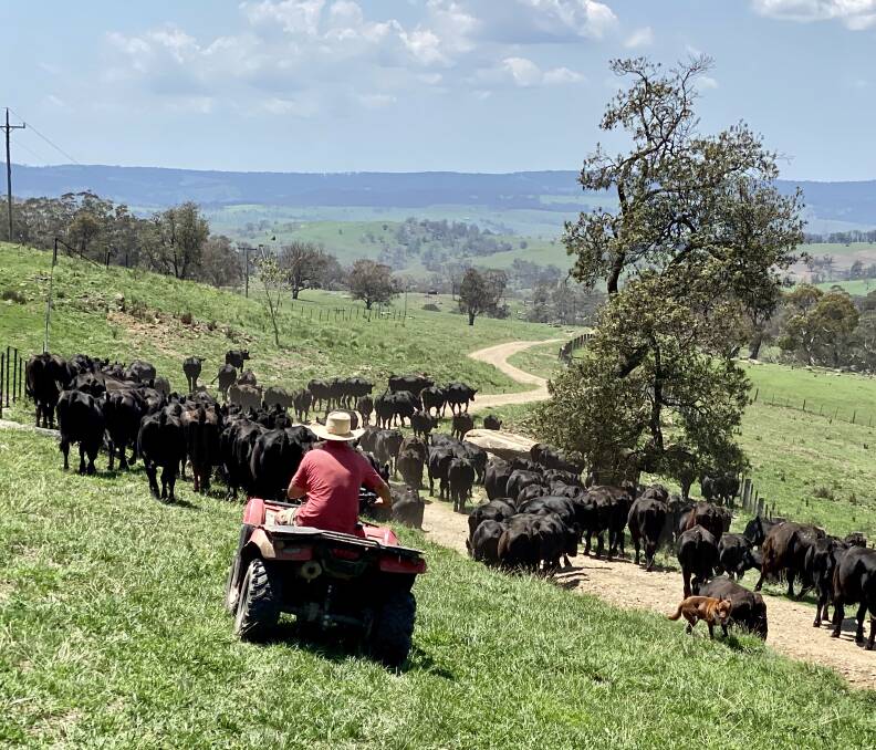 Conditions have changed for the better for Walcha producers Stu and Erica Halliday pictured moving their cattle out of confinement and back into grass filled paddocks. Photo: Supplied 