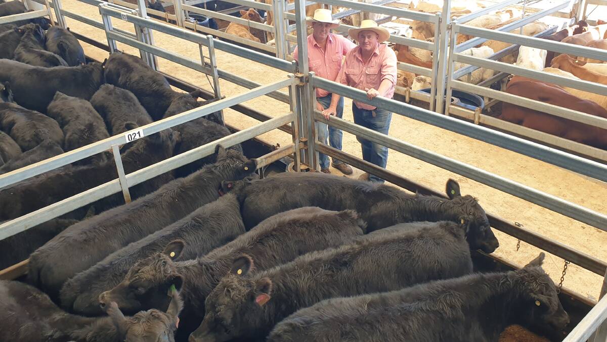 Nathan McConnell, Elders Tamworth and Craig Waters, Elders Guyra with the top pen of steers sold on account Dedes Pastoral, Guyra. Photo: Michelle Mawhinney