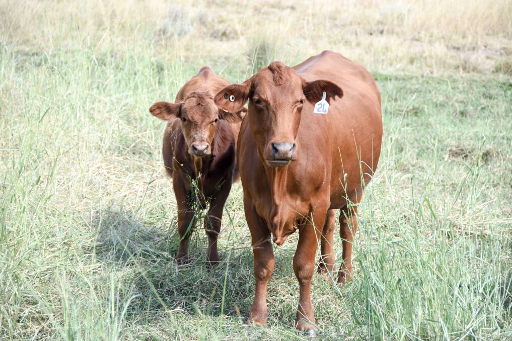 The Maynes are using Red Wagyu over their Santa cross females.