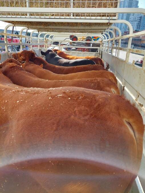 Cattle heading home after a visit to the Ekka. 