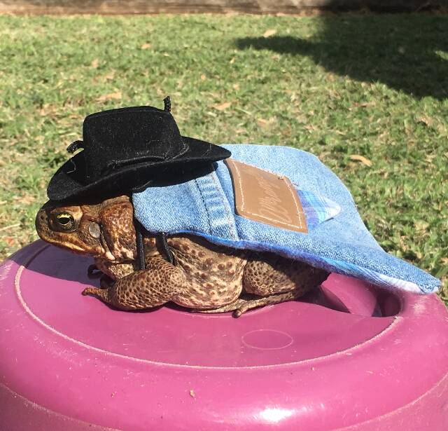 Jackaroo Josh is dressed to impress for his appearance in the toad race at RED Day in Bymount this Saturday. 