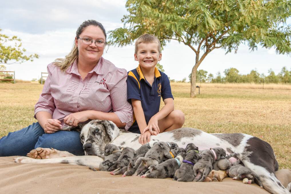 Roma's Sarah Strachan and her son Kye Kemp, 6, with their dog Frankie and her huge litter of puppies. 