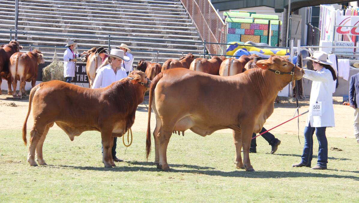 The senior champion cow and calf, Minlacowie Ursula 8416, owned by Cebella Droughtmasters.