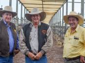 Successful sale: General manager of the Tipperary Group of Stations, David Connolly, with livestock manager Russell Simpson, and selling agent Jack Clancy, Ray White Rural, at the Roma Saleyards. Photo: Clare Adcock