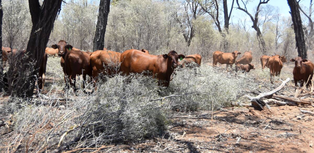The cattle feeding on some of the mulga marked category white on their PMAV. 