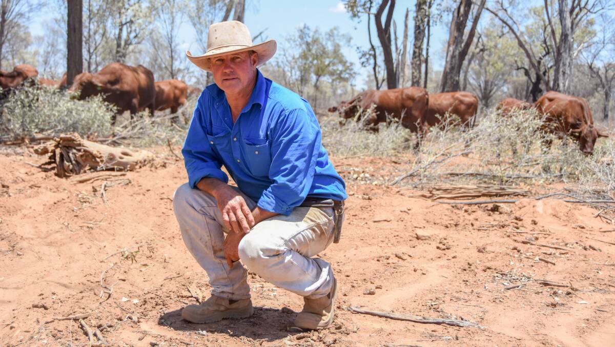 Scott Sargood, Halton, Charleville, with some of his future replacement heifers which are surviving on mulga in country marked category white on their PMAV. 