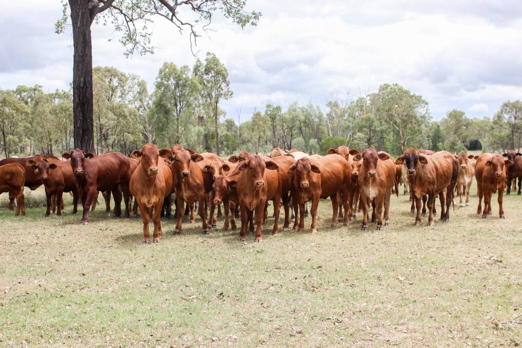 Some of the Beissel’s Droughtmaster and Red Brangus cattle which are fattened on grass. Picture: Lucy Kinbacher