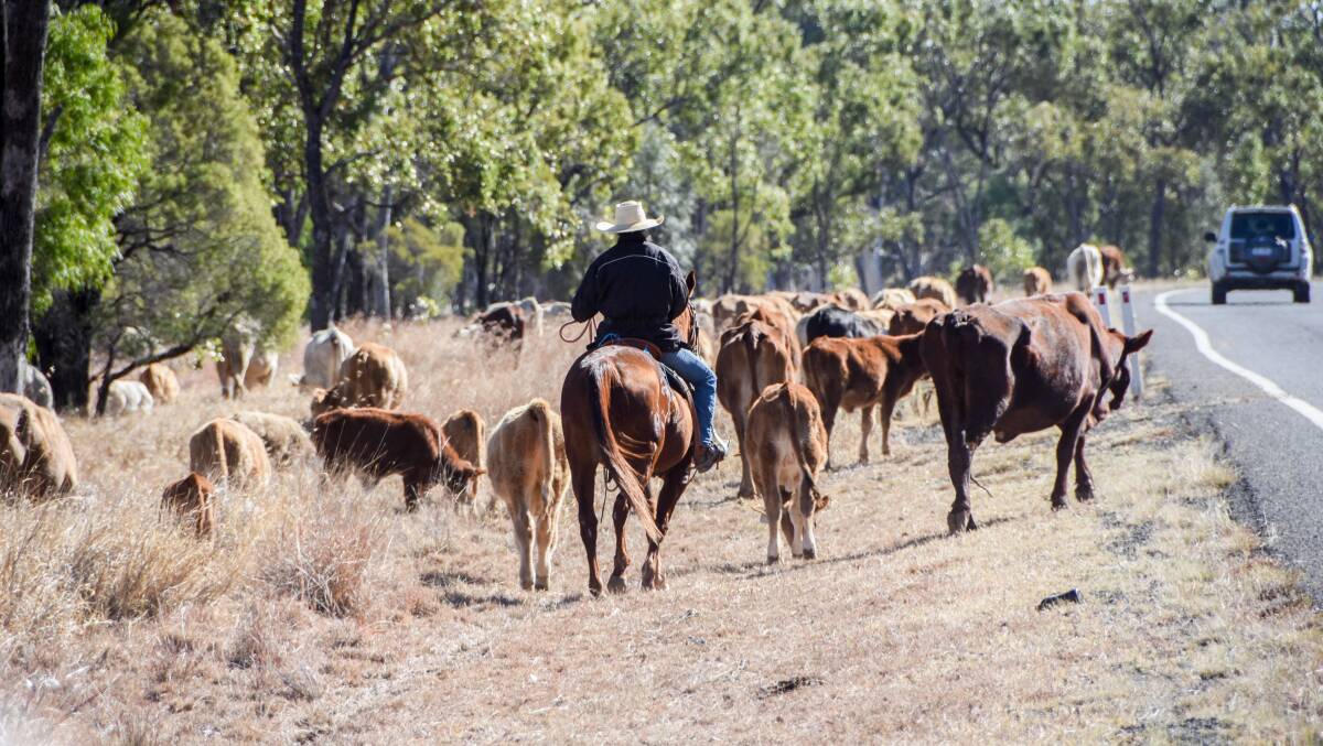 The south west Queensland drover said they had lost cows and calves during their lengthy movements. 