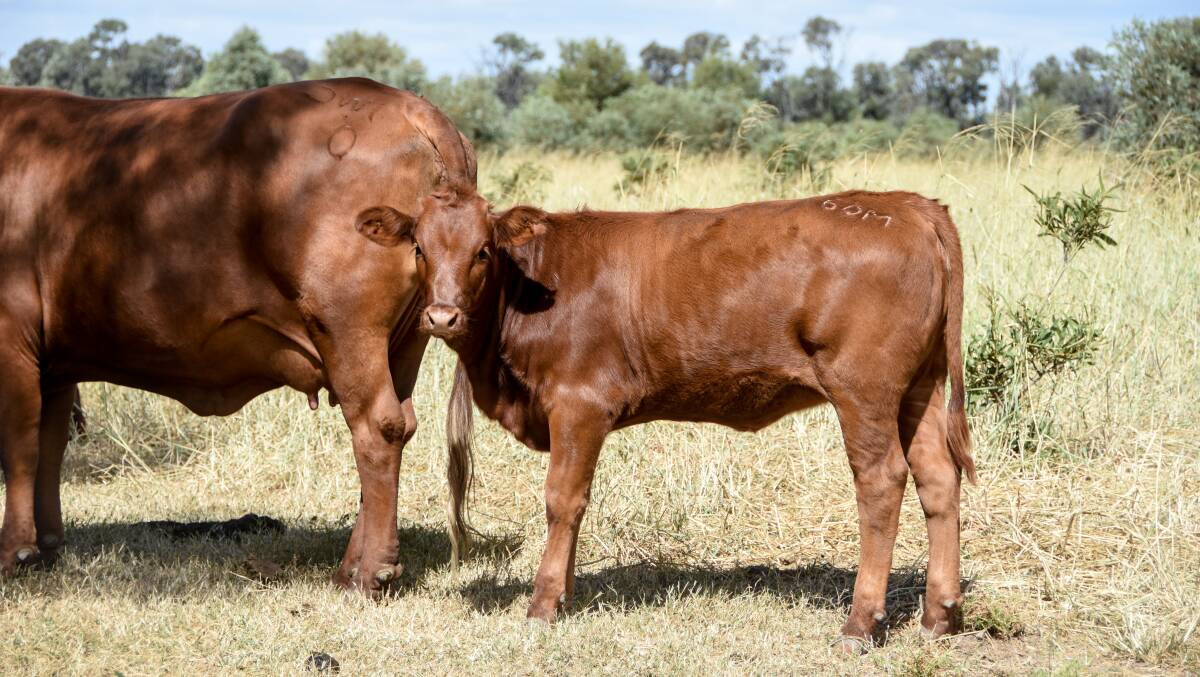 There are only about 1172 fullblood Red Wagyu cattle registered with the Australia Wagyu Association.