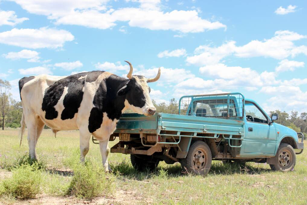 Reggie the steer makes a ute look small. 