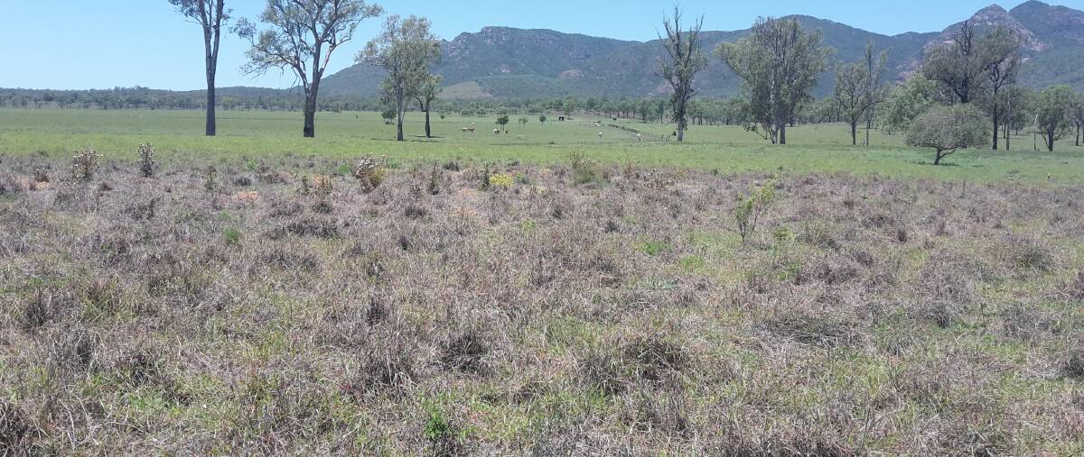 Pasture dieback has become a serious issue in Central Queensland and Agronomist Ross Newman said one of his clients had 2023 hectares of productive country affected. It has since spread to the Wide Bay Burnett. File Picture