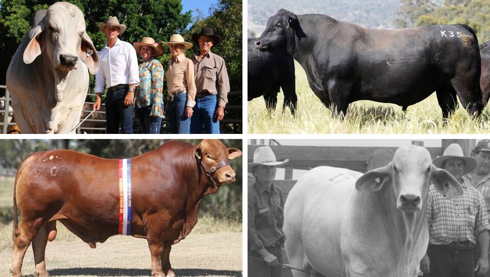 Queensland Country Life and The Land have dived into the archives to put together a list of the top ten most expensive bulls sold in Australia. 