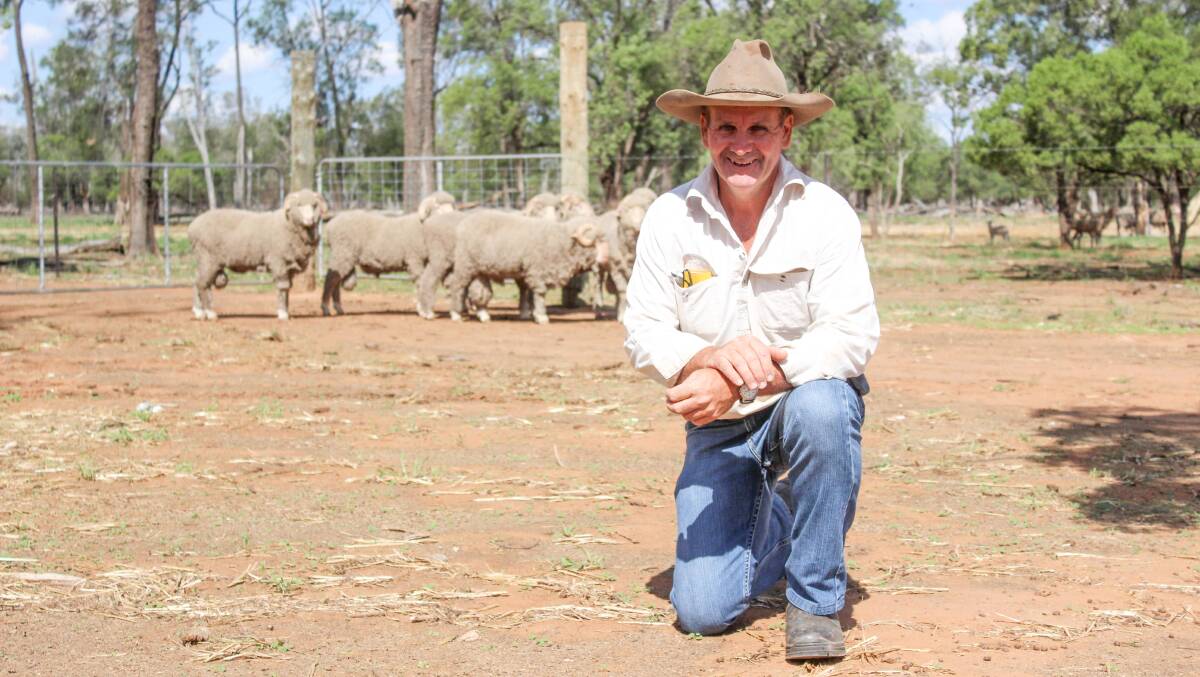 Mr Avery in one of the yards, now occupied with his new rams, where he was drought lotting his ewes. 