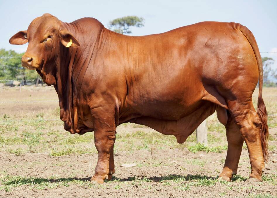 Oasis A Cowboy sold for $100,000 in a private paddock sale. Photo: Supplied 
