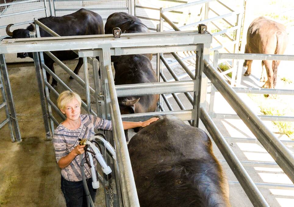 Elena Swegen, Burradoc Farm, Bungwahl, has remodelled the business due to COVID-19. About 10 years ago the Swegens were milking a few Jerseys but learned of buffalo when their daughter began veterinary work in Darwin. 