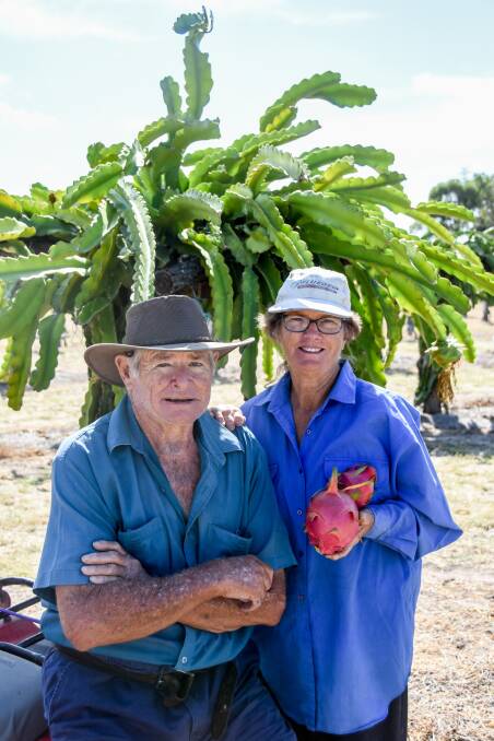 Bill and Jacqui Dehnert, May Park, Chinchilla, began growing dragon fruit as a hobby two years ago but their production has skyrocketed. Pictures: Lucy Kinbacher