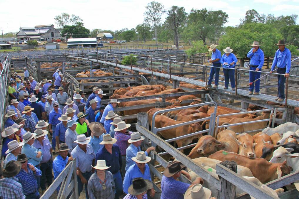 The Biggenden saleyards will look to expand their selling capacity by 43 per cent with their grant funding. 