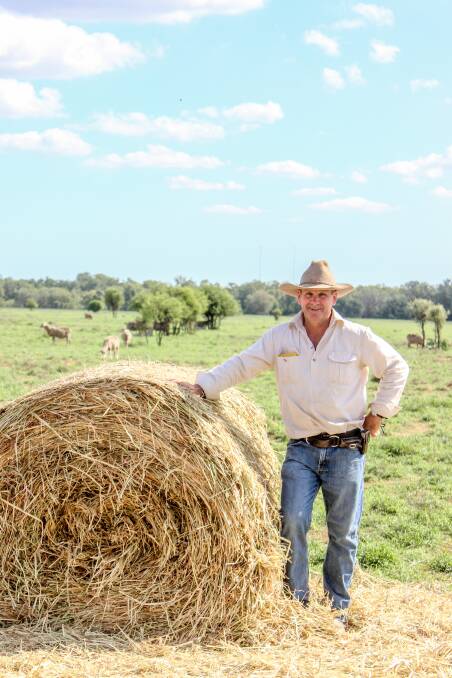 Rod Avery on his St George lease property after letting his sheep back into green pick paddocks following his success drought lotting them. 