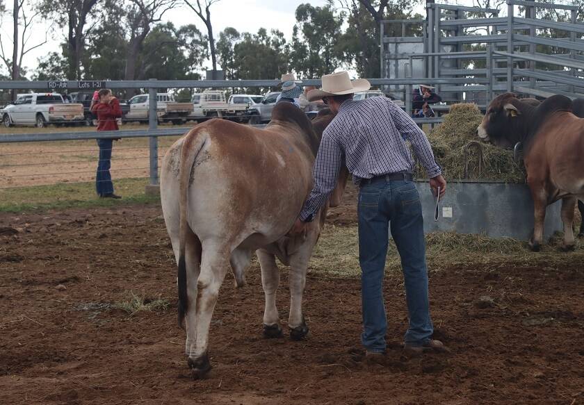 An ALC rising two-year-old sale bull, presented straight off grass, enjoying a scratch.